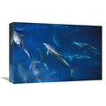 Bottlenose Dolphin Pod Art Print C1062