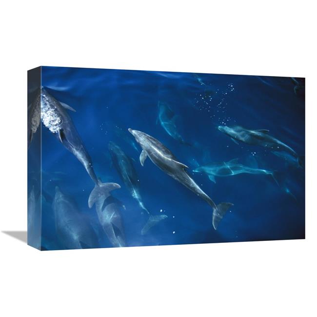 Bottlenose Dolphin Pod Art Print C1062