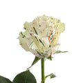 50 Stems Fresh Cut Roses N681819